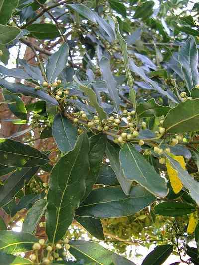 Bay Laurel