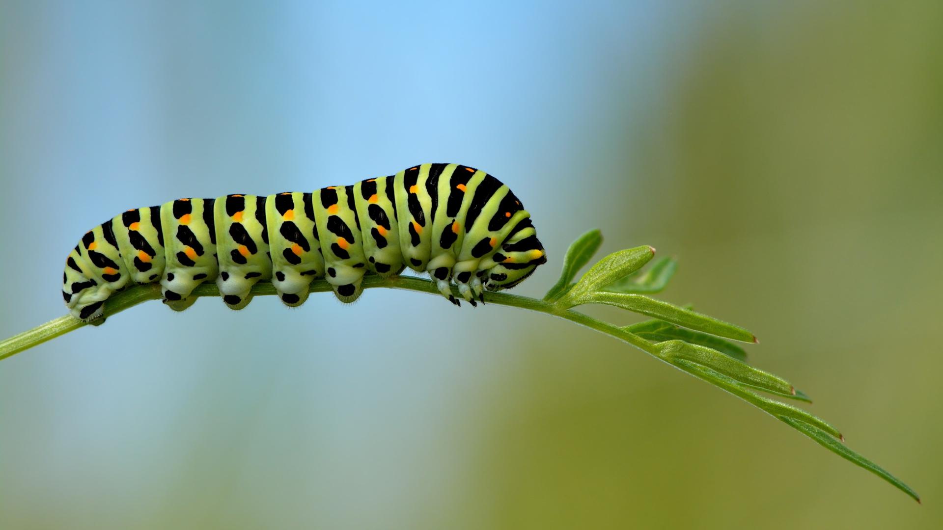 Carrot Seeds