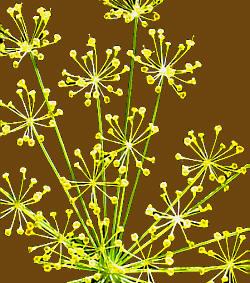 Dill
