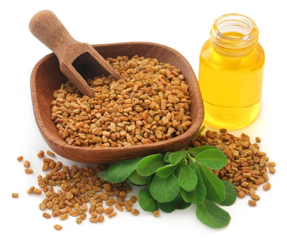 Fenugreek