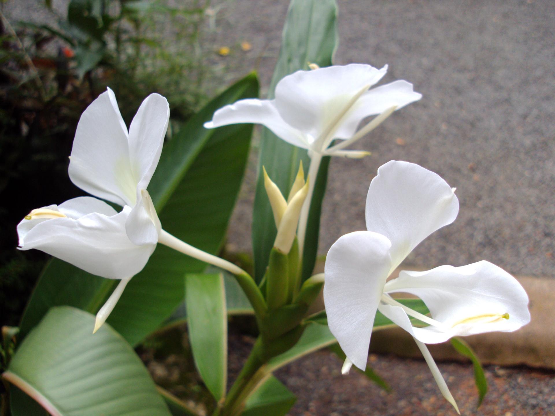 Tuberose